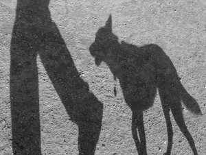 Image pour le quiz Les Animaux Iconiques des Héros de Fiction