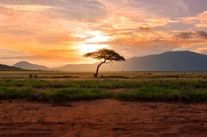Image pour le quiz Pays Africains